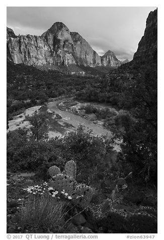 Cactus, Virgin River, and Zion Canyon. Zion National Park (black and white)