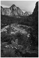 Cactus, Virgin River, and Zion Canyon. Zion National Park ( black and white)