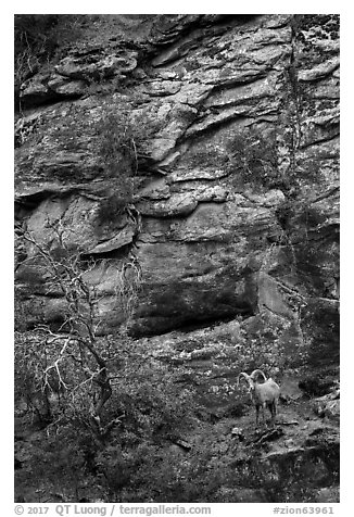 Bighorn sheep. Zion National Park (black and white)