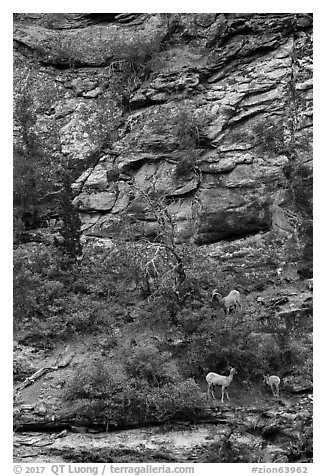 Bighorn sheep family. Zion National Park (black and white)