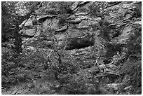Bighorn sheep, Zion Plateau. Zion National Park ( black and white)