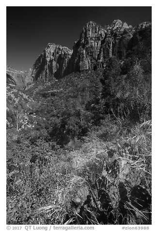 Cactus and wildflowers in bloom, Pine Creek Canyon. Zion National Park (black and white)
