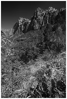 Cactus and wildflowers in bloom, Pine Creek Canyon. Zion National Park ( black and white)