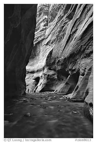 Tall sandstone walls of Wall Street, the Narrows. Zion National Park (black and white)