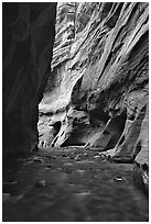 Tall sandstone walls of Wall Street, the Narrows. Zion National Park ( black and white)
