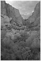 South Fork of Kolob Canyons at sunset. Zion National Park ( black and white)