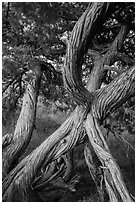 Juniper tree. Badlands National Park, South Dakota, USA. (black and white)