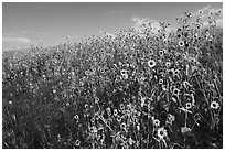 Carpet of sunflowers. Badlands National Park, South Dakota, USA. (black and white)