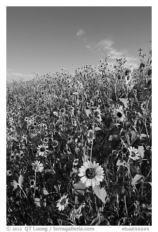 Slope covered with sunflowers. Badlands National Park (black and white)
