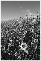 Slope covered with sunflowers. Badlands National Park, South Dakota, USA. (black and white)