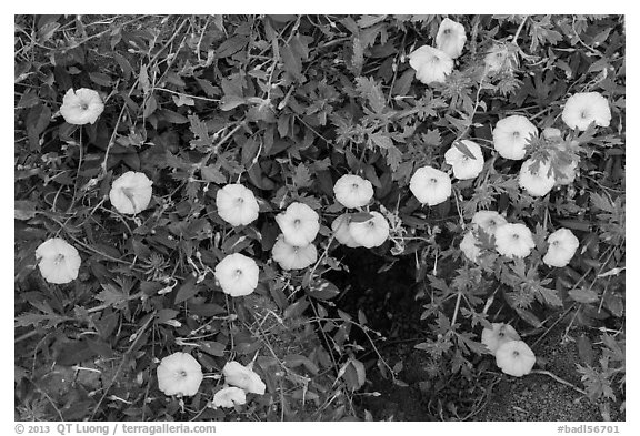 Ground close-up with white flowers and prairie dog burrow. Badlands National Park (black and white)