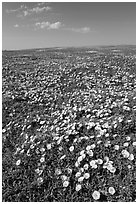 Prairie dog town and wildflowers carpet. Badlands National Park, South Dakota, USA. (black and white)