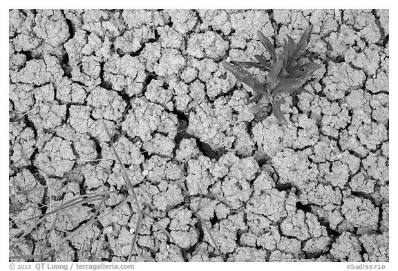 Close-up of plants growing in cracked rock and. Badlands National Park (black and white)