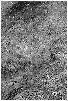 Sunflowers and cracked soil. Badlands National Park, South Dakota, USA. (black and white)