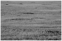 Roberts Prairie dog town. Badlands National Park, South Dakota, USA. (black and white)