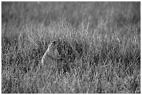 Prairie dog standing in grasses. Badlands National Park, South Dakota, USA. (black and white)