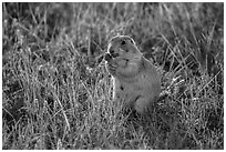 Prairie dog eating grasses. Badlands National Park ( black and white)