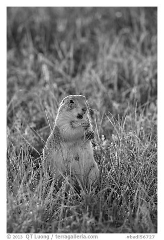 Standing prairie dog holding grass with hind paws. Badlands National Park (black and white)