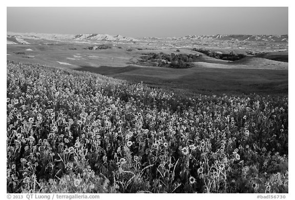 Sunflower carpet, late afternoon, Badlands Wilderness. Badlands National Park (black and white)