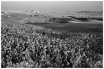 Sunflower carpet, late afternoon, Badlands Wilderness. Badlands National Park, South Dakota, USA. (black and white)