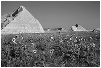 Sunflowers, grassland, and buttes. Badlands National Park, South Dakota, USA. (black and white)