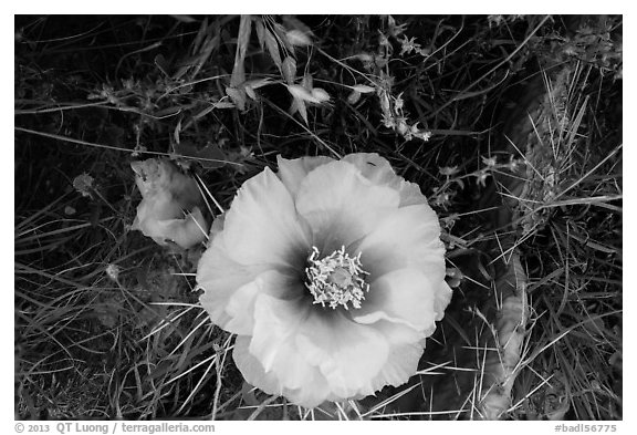 Prickly Pear cactus in bloom. Badlands National Park (black and white)