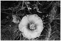 Prickly Pear cactus in bloom. Badlands National Park, South Dakota, USA. (black and white)