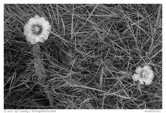 Prickly Pear cactus flowers and grasses. Badlands National Park (black and white)