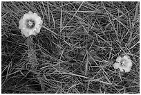 Prickly Pear cactus flowers and grasses. Badlands National Park, South Dakota, USA. (black and white)