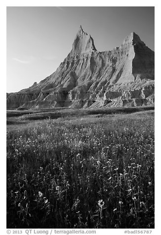 Sunflowers and pointed pinnacles at sunset. Badlands National Park, South Dakota, USA.