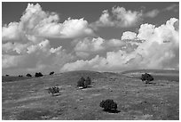 Rolling hills, junipers, afternoon clouds. Badlands National Park, South Dakota, USA. (black and white)