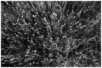 Close-up of mixed grasses, Stronghold Unit. Badlands National Park ( black and white)