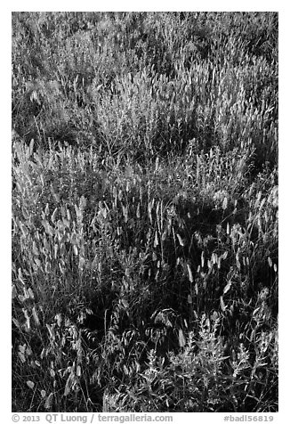 Mixed grasses, Stronghold Unit. Badlands National Park (black and white)