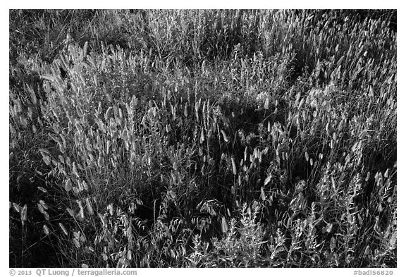 Mix of grasses, Stronghold Unit. Badlands National Park (black and white)