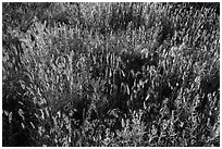 Mix of grasses, Stronghold Unit. Badlands National Park, South Dakota, USA. (black and white)