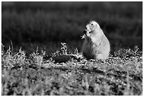 Prairie dog standing, sunset. Badlands National Park, South Dakota, USA. (black and white)