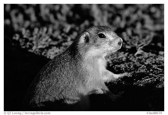 Prairie dog watching out from burrow, sunset. Badlands National Park (black and white)