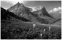 Bear grass, Mt Oberlin and Cannon Mountain. Glacier National Park, Montana, USA. (black and white)