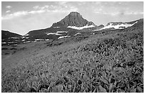 Wildflowers and peak at Logan pass. Glacier National Park, Montana, USA. (black and white)