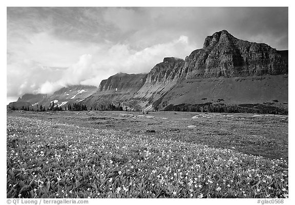 Garden wall from Logan pass. Glacier National Park (black and white)
