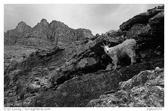 Mountain goat and Garden wall near Logan pass. Glacier National Park (black and white)