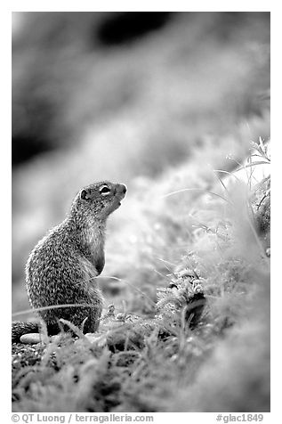 Ground squirrel. Glacier National Park (black and white)
