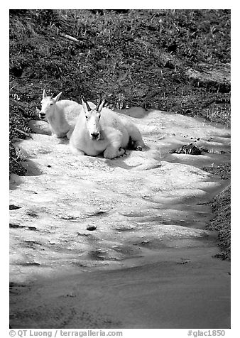 Mountain goats cool off on a neve at Logan Pass. Glacier National Park (black and white)