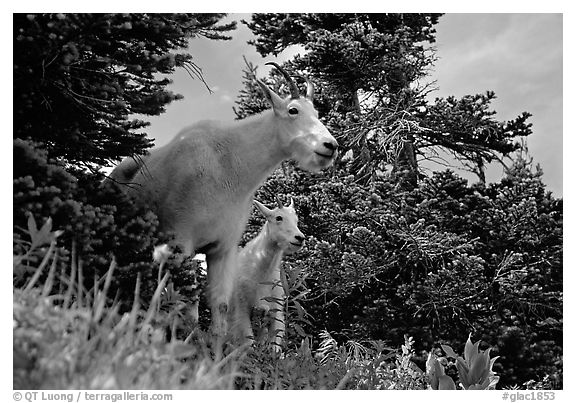Two mountain goats in forest. Glacier National Park, Montana, USA.