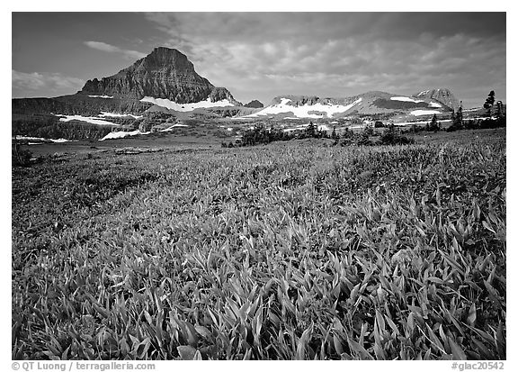 Alpine meadow with wildflowers and triangular peak, Logan Pass. Glacier National Park (black and white)