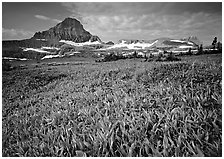 Alpine meadow with wildflowers and triangular peak, Logan Pass. Glacier National Park ( black and white)
