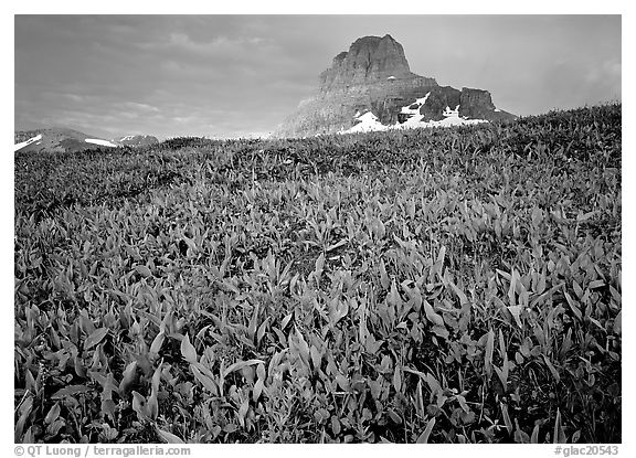 Alpine meadow, wildflowers, and Clemens Mountain. Glacier National Park (black and white)