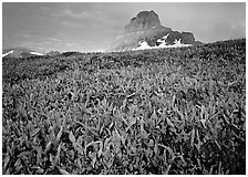 Alpine meadow, wildflowers, and Clemens Mountain. Glacier National Park, Montana, USA. (black and white)
