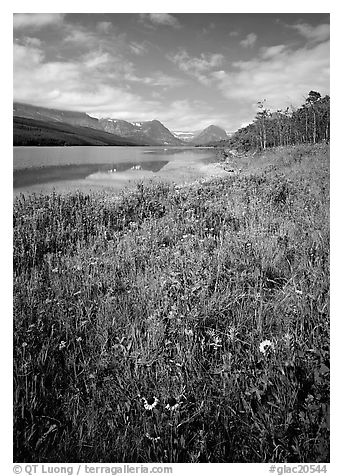 Wildflowers and Sherburne Lake, morning. Glacier National Park (black and white)