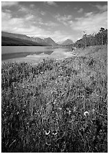 Wildflowers and Sherburne Lake, morning. Glacier National Park ( black and white)